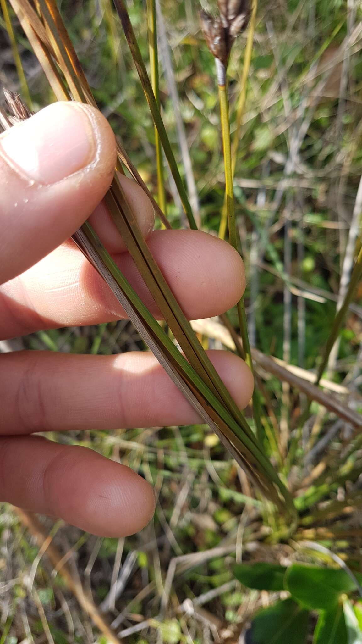 Image of Lepidosperma australe (A. Rich.) Hook. fil.