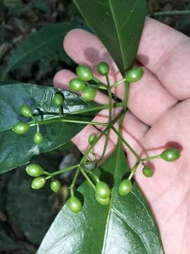 Eumachia frutescens (C. T. White) Barrabé, C. M. Taylor & Razafim. resmi