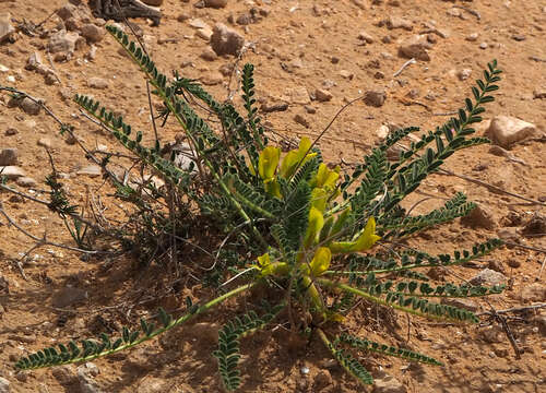 Imagem de Astragalus caprinus L.