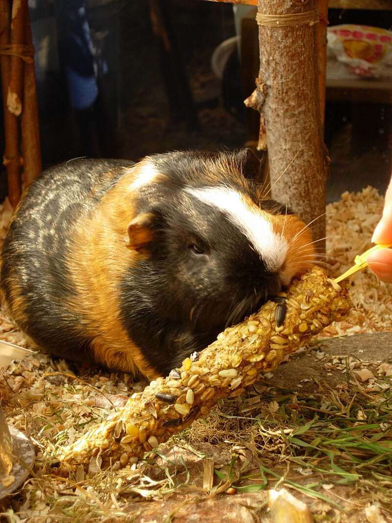 Image of Cavy