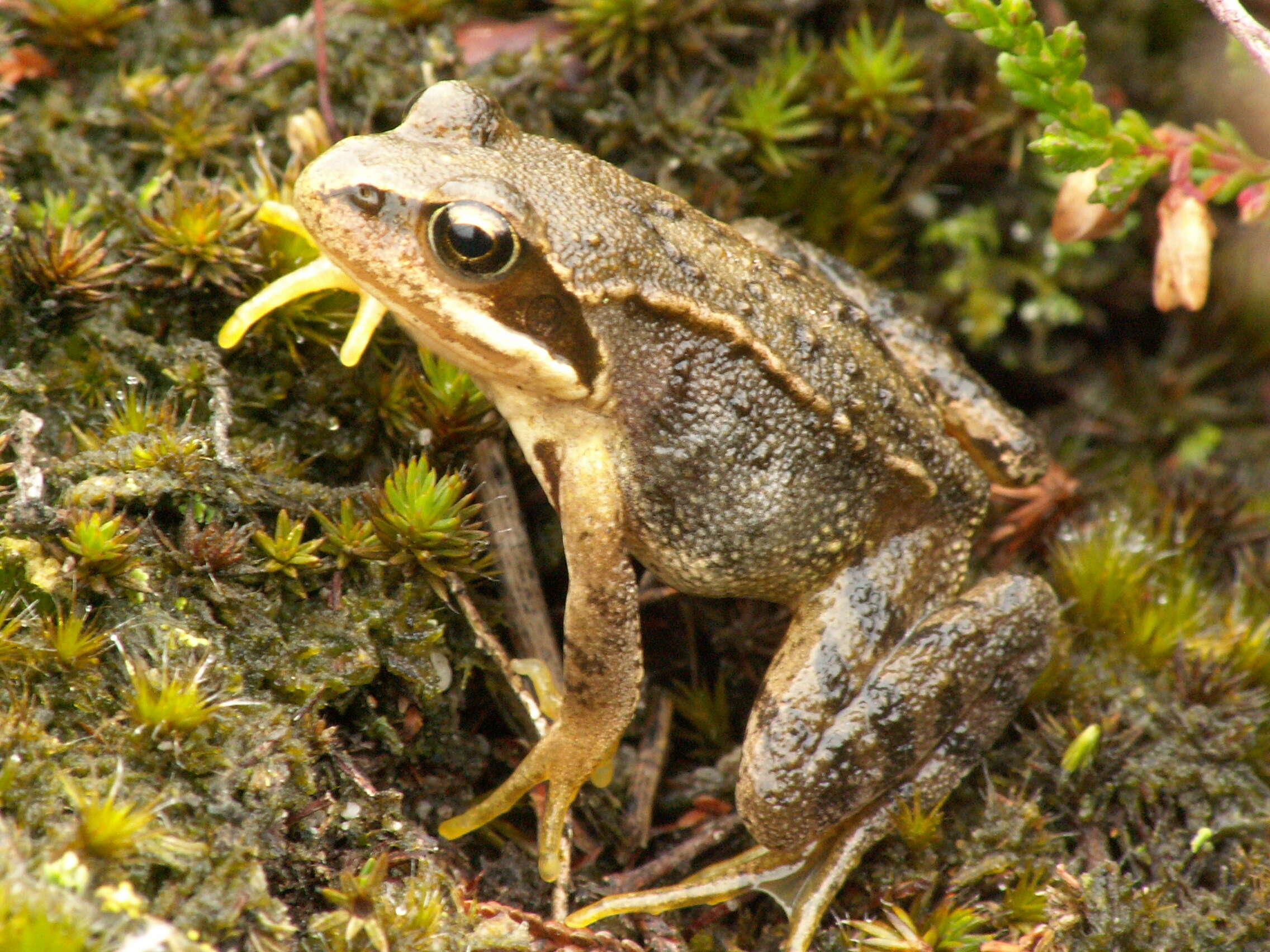 Image of Common frog