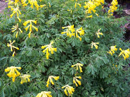 Image of yellow corydalis