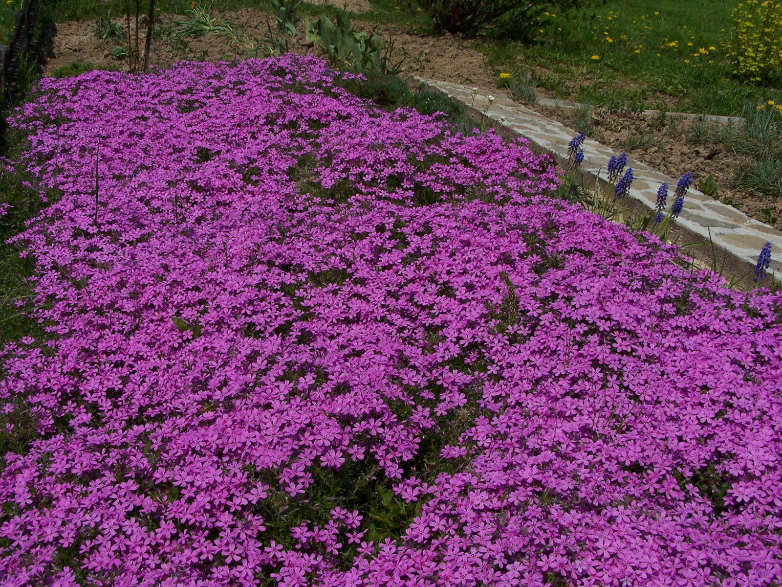 Image of moss phlox