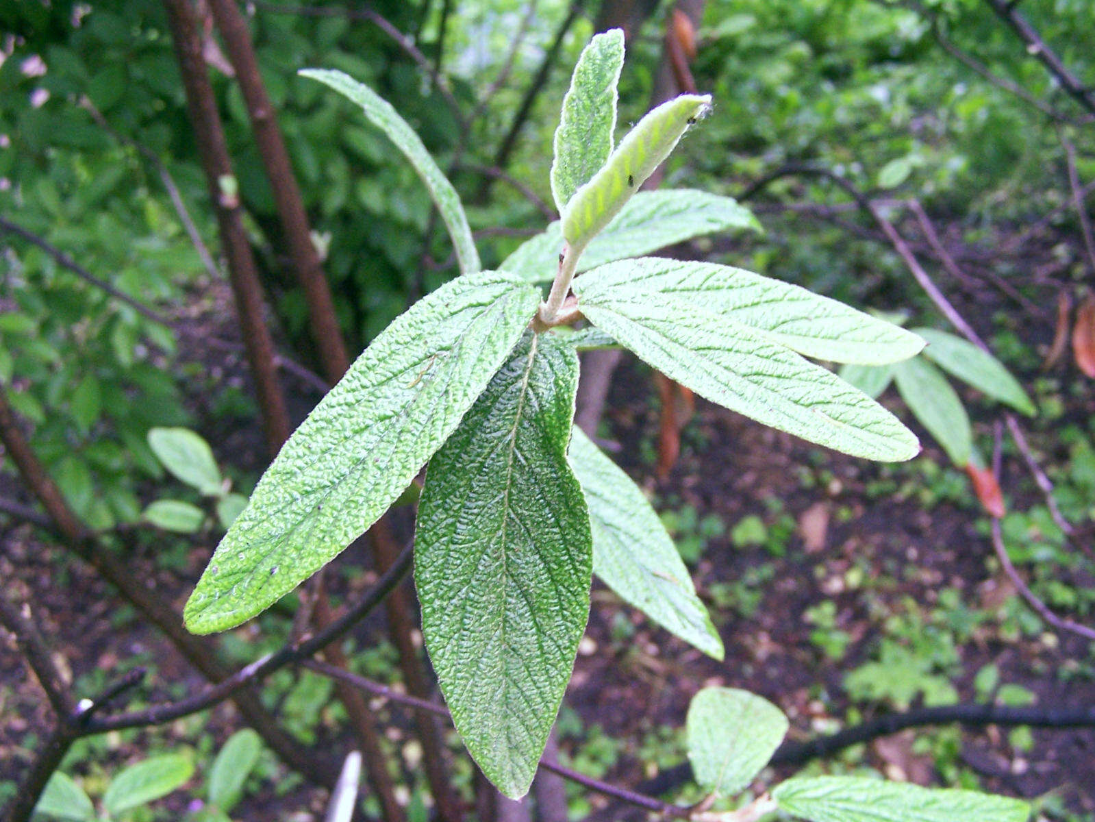 Plancia ëd Viburnum rhytidophyllum Hemsl. ex Forb. & Hemsl.