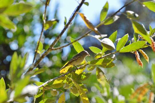 Image of Southern Beardless Tyrannulet