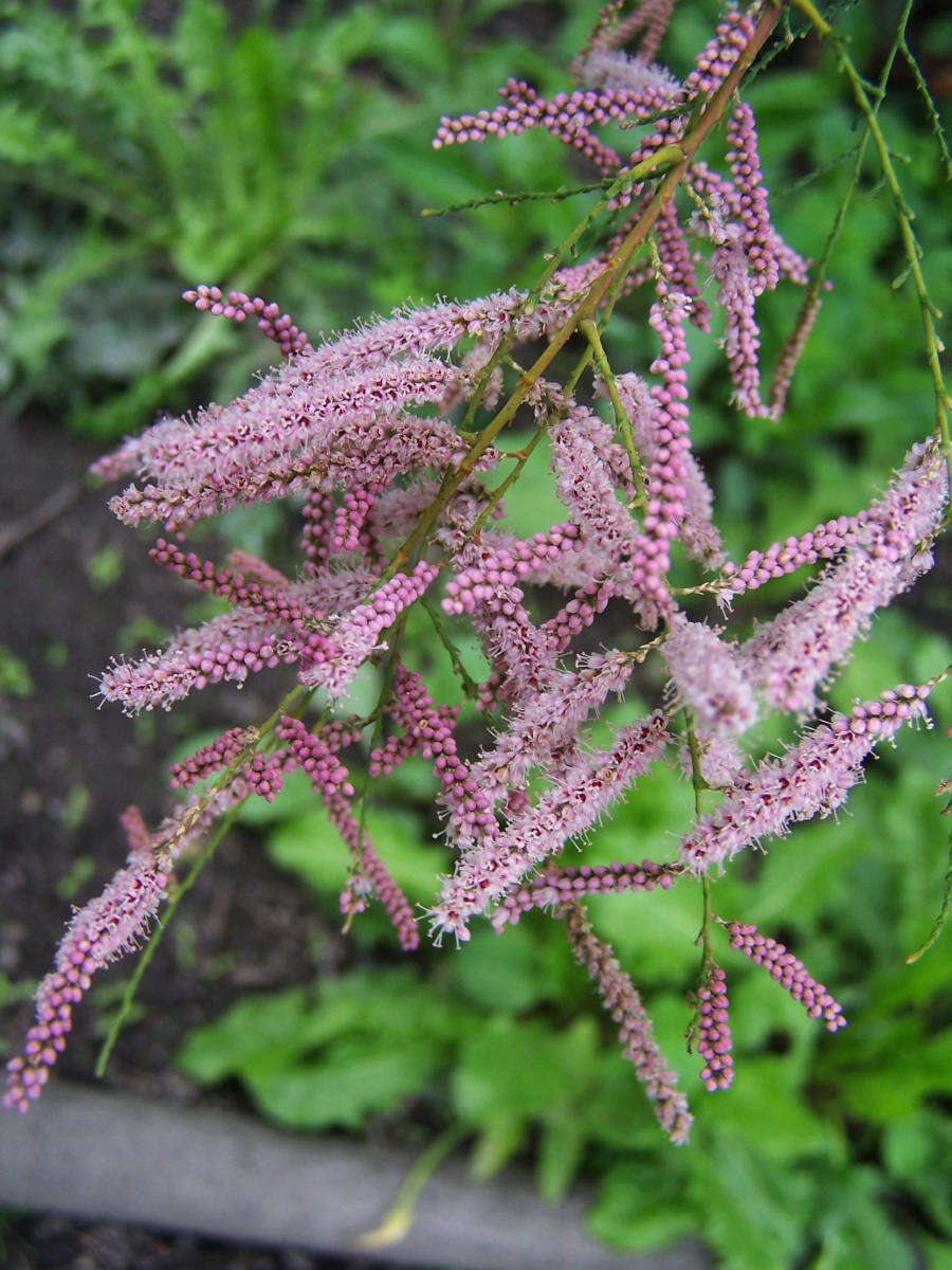 Image of tamarisk