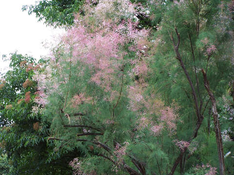 Image of saltcedar