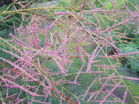 Image of saltcedar