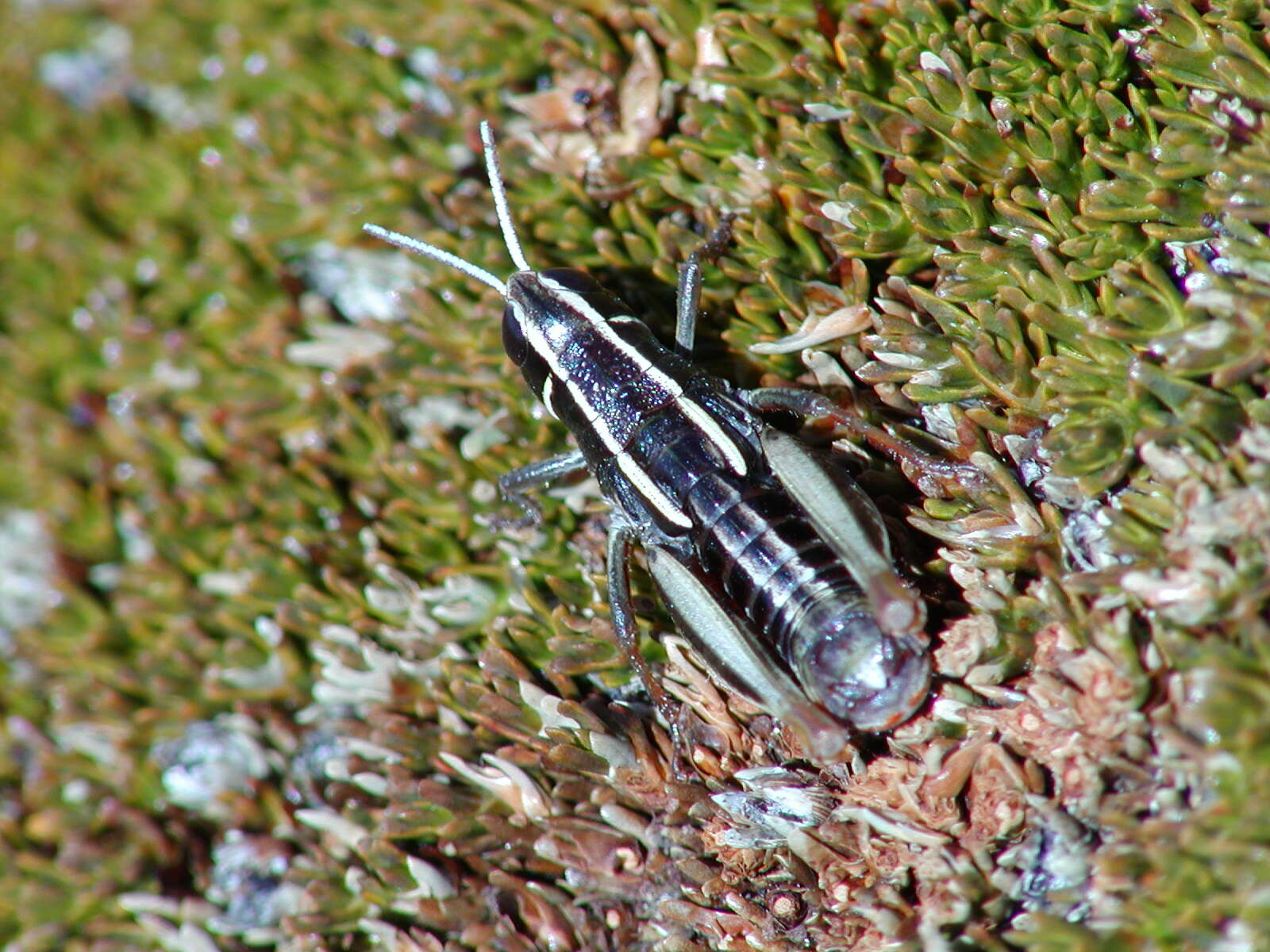 Слика од Alpinacris tumidicauda Bigelow 1967