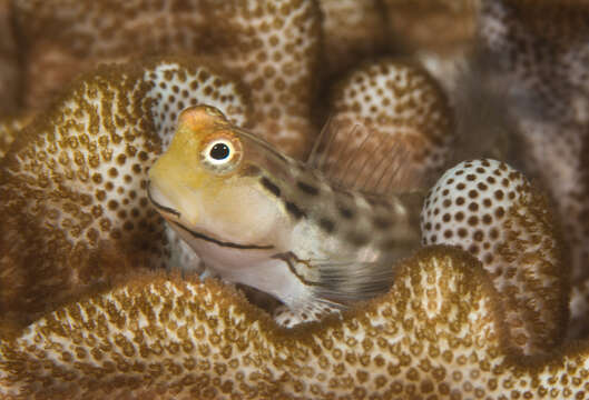 Image of Fringelip Blenny