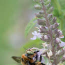 Image of Southern Carpenter Bee