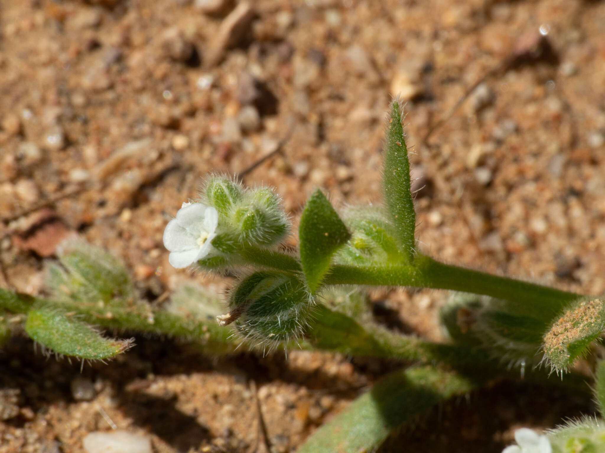 Plancia ëd Plagiobothrys pringlei Greene.