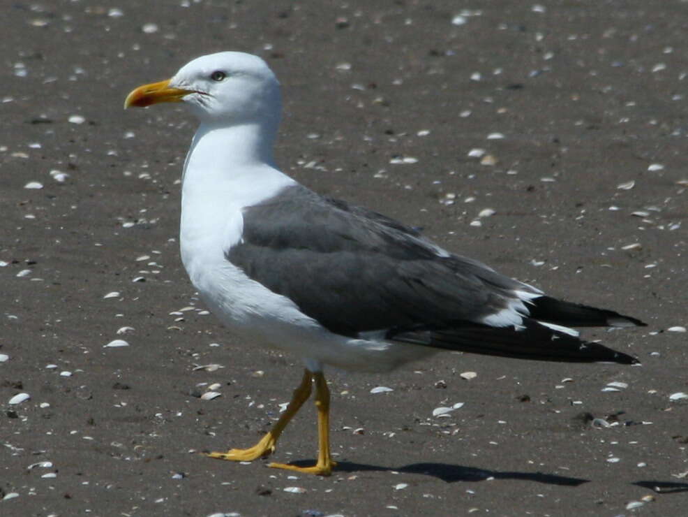 Image of Lesser Black-backed Gull