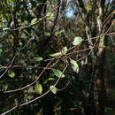 Imagem de Olearia fragrantissima Petrie