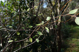 Image of Fragrant tree daisy