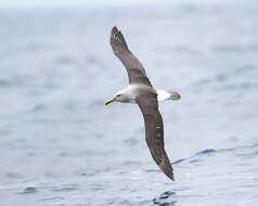 Image of Buller's Albatross