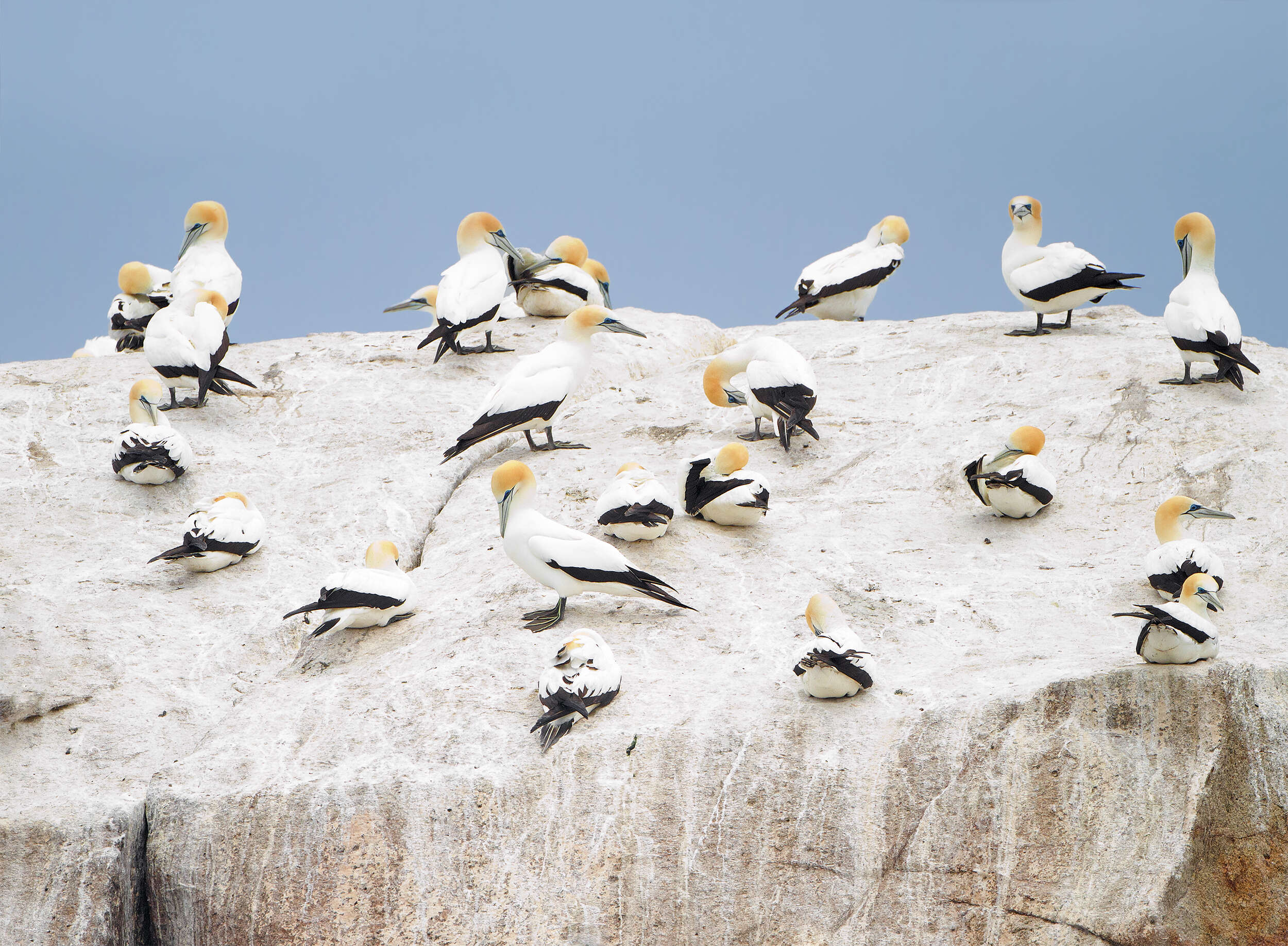 Image of Australasian Gannet