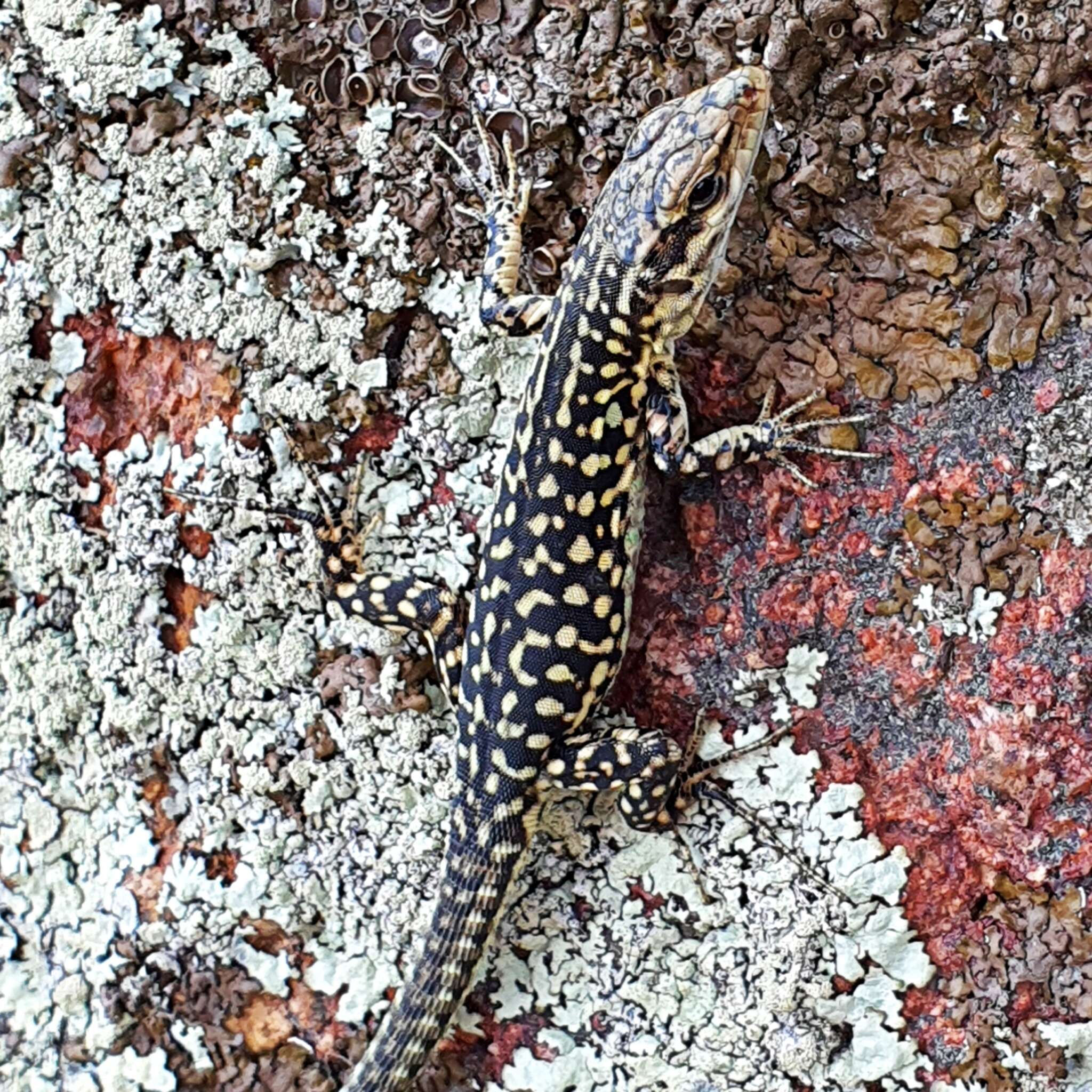 Image of Podarcis siculus tyrrhenicus (Mertens 1932)