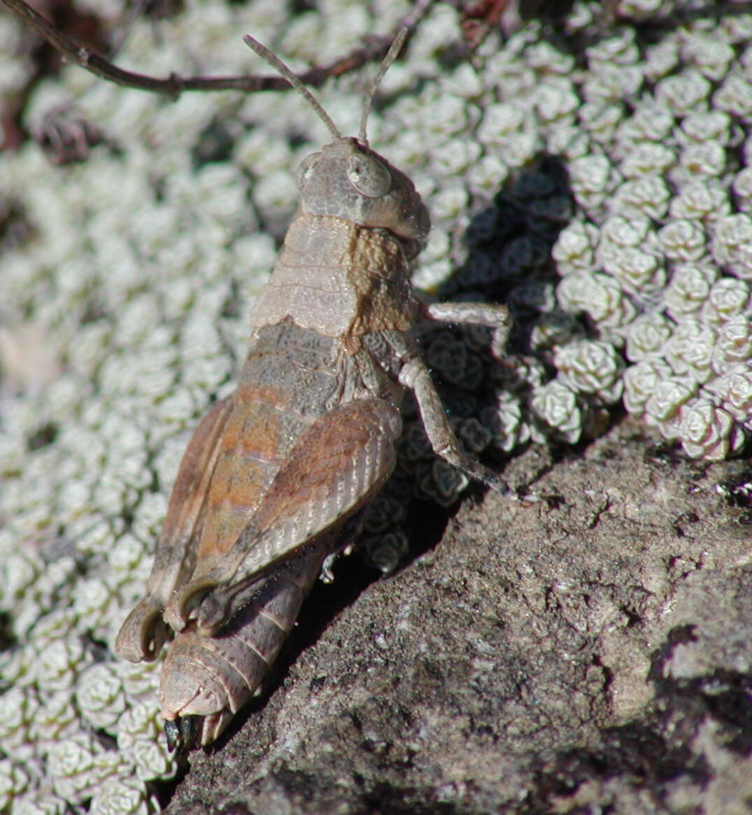 Image of Child's grasshopper