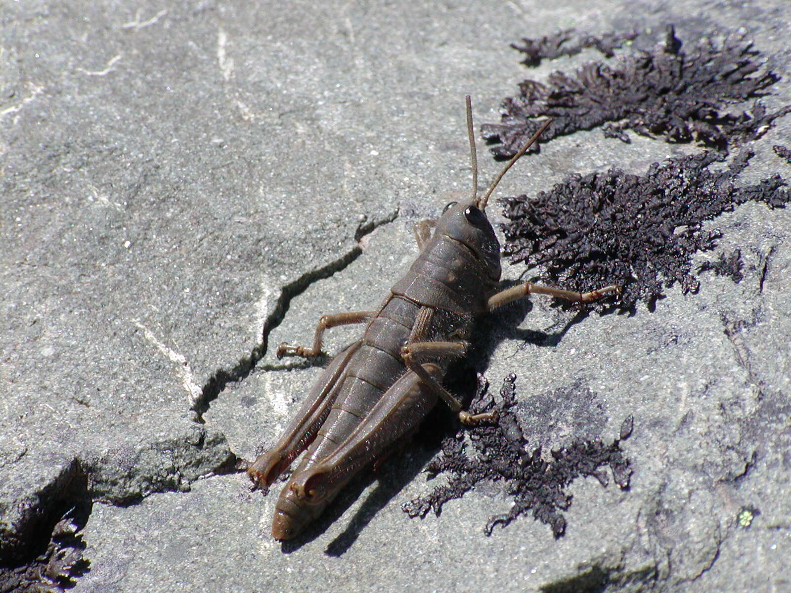 Image of Sigaus villosus (Salmon 1950)