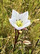 Image of Gentianella bawbawensis (L. G. Adams) Glenny