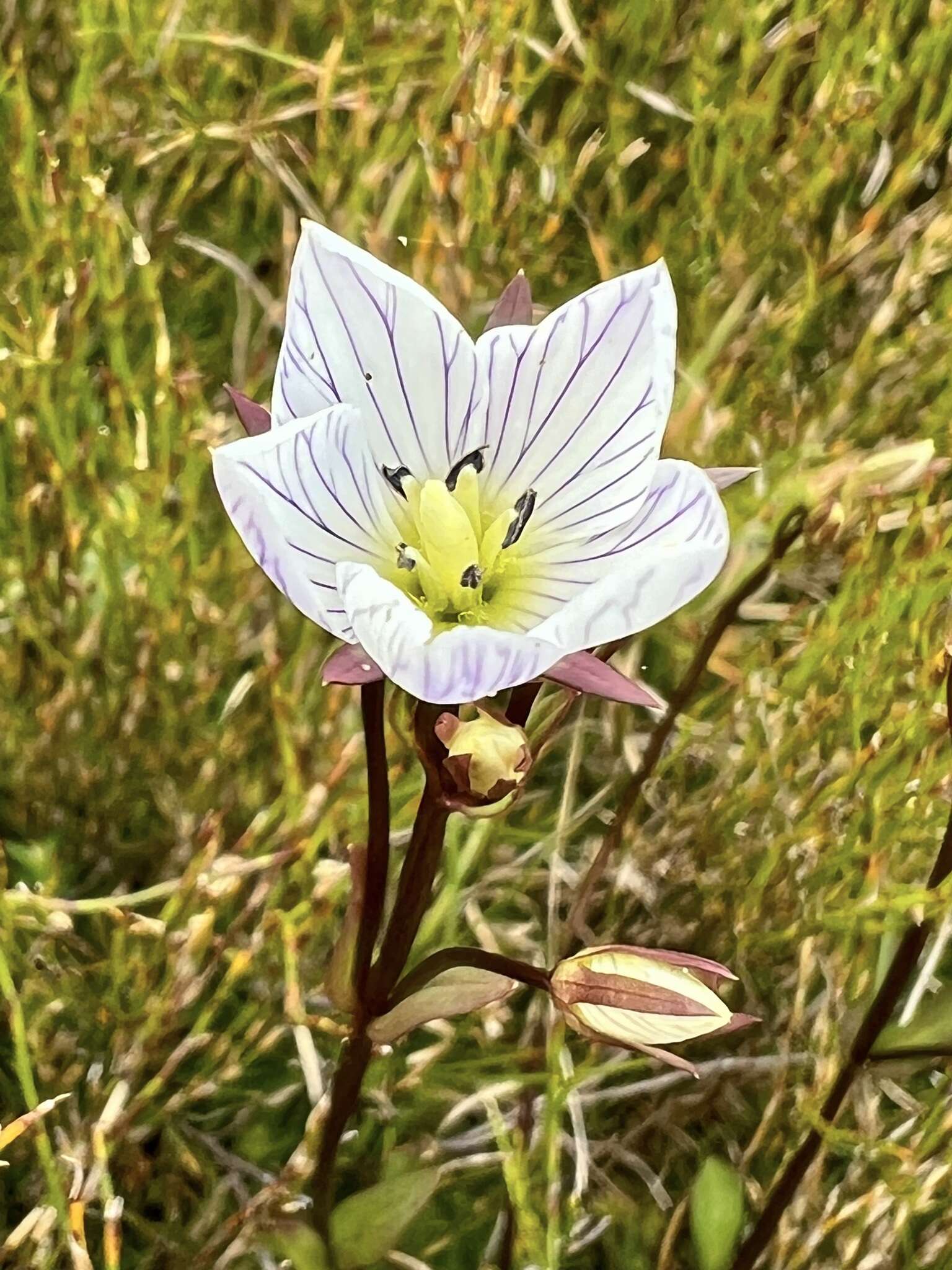 Image of Gentianella bawbawensis (L. G. Adams) Glenny