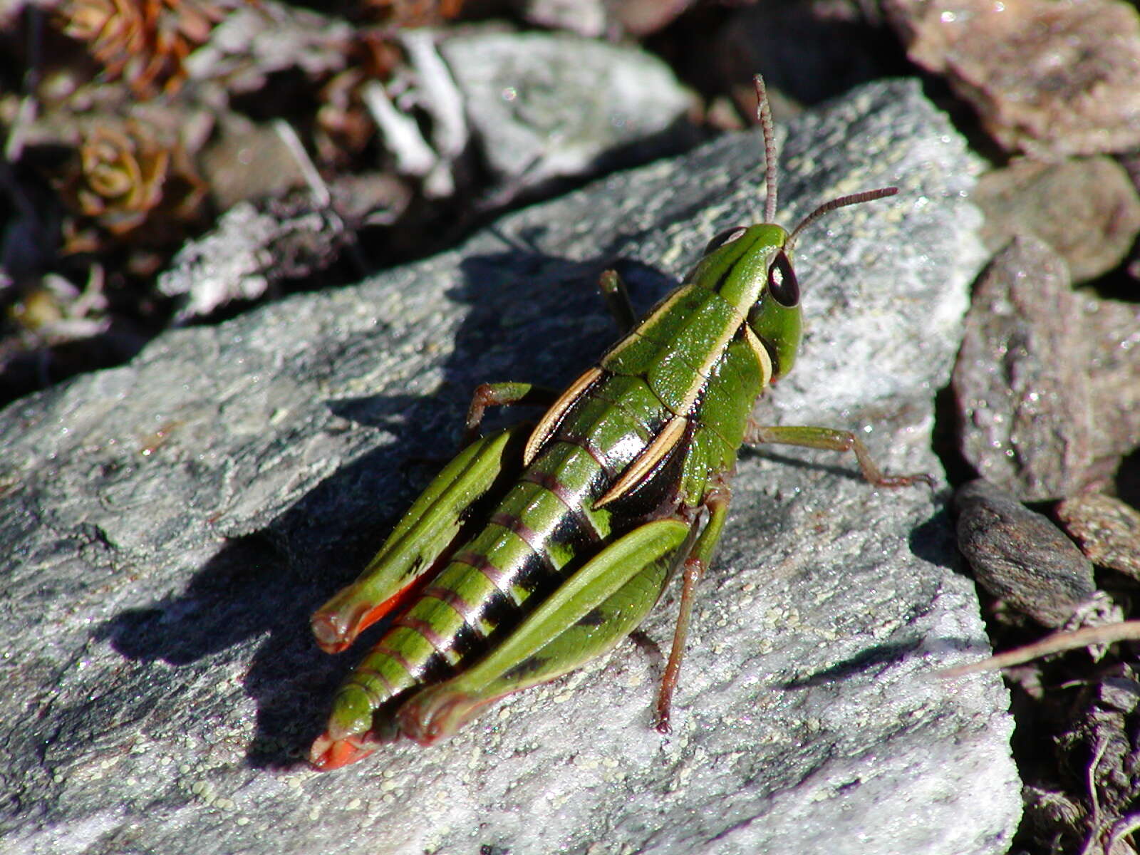 Alpinacris tumidicauda Bigelow 1967的圖片