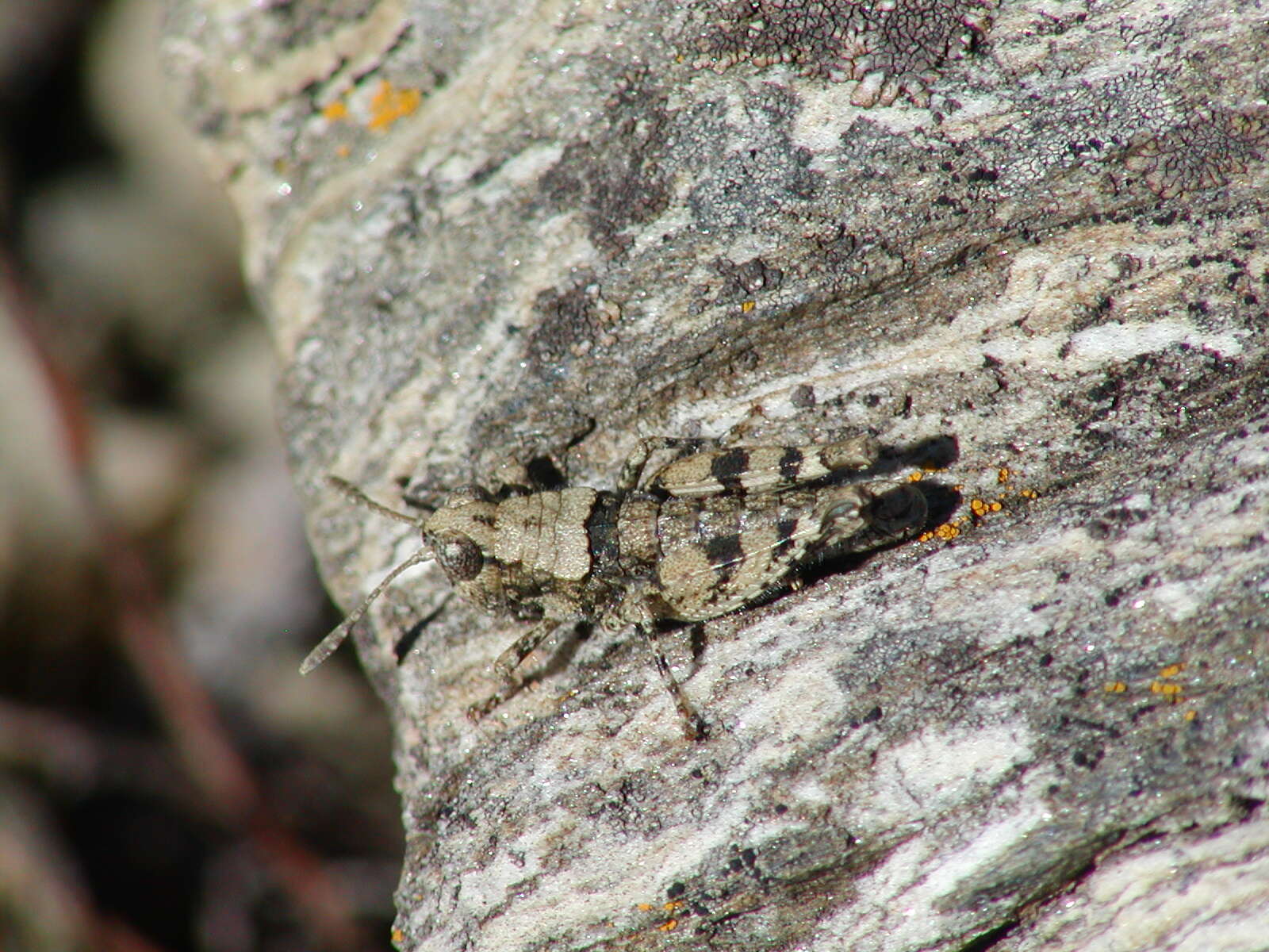 Image of Child's grasshopper