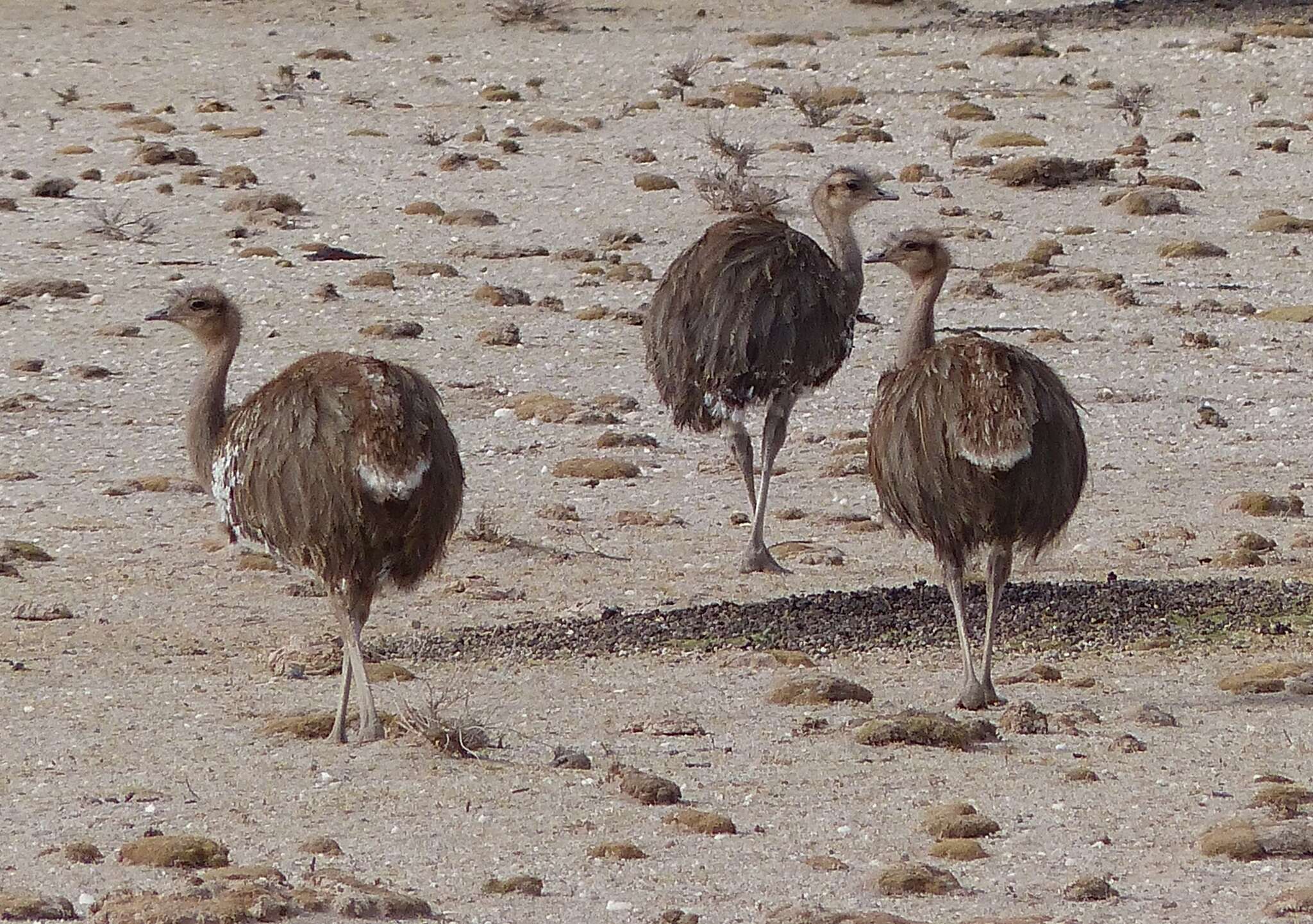 Image of Rhea pennata tarapacensis (Chubb & C 1913)