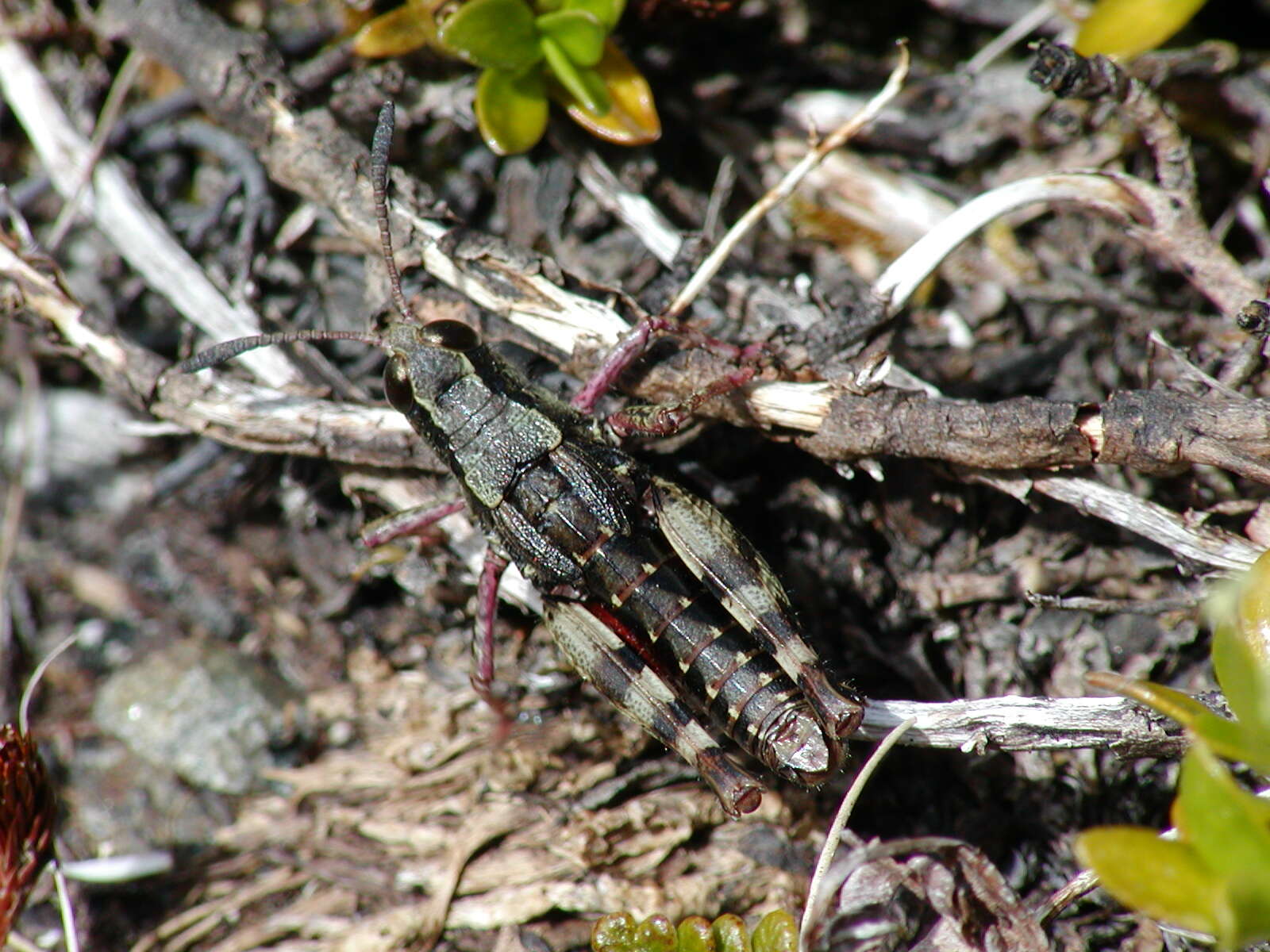 Image of Homer grasshopper