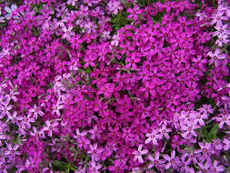 Image of moss phlox