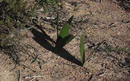 Imagem de Haemanthus amarylloides subsp. polyanthus Snijman