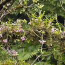 Image of Noble Dendrobium