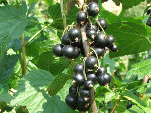 Image of Black Currant