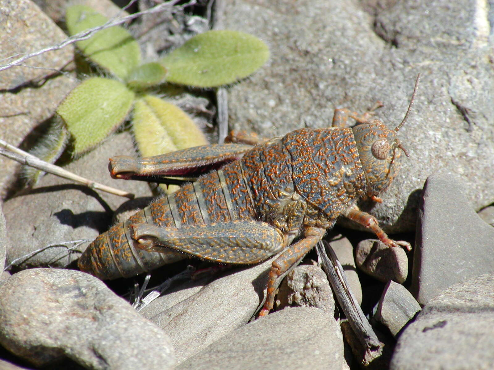 Brachaspis robustus Bigelow 1967的圖片