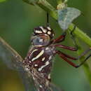 Image of Austroaeschna unicornis (Martin 1901)