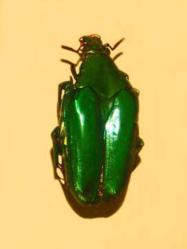 Image of Pseudochalcothea virens (Ritsema 1879)