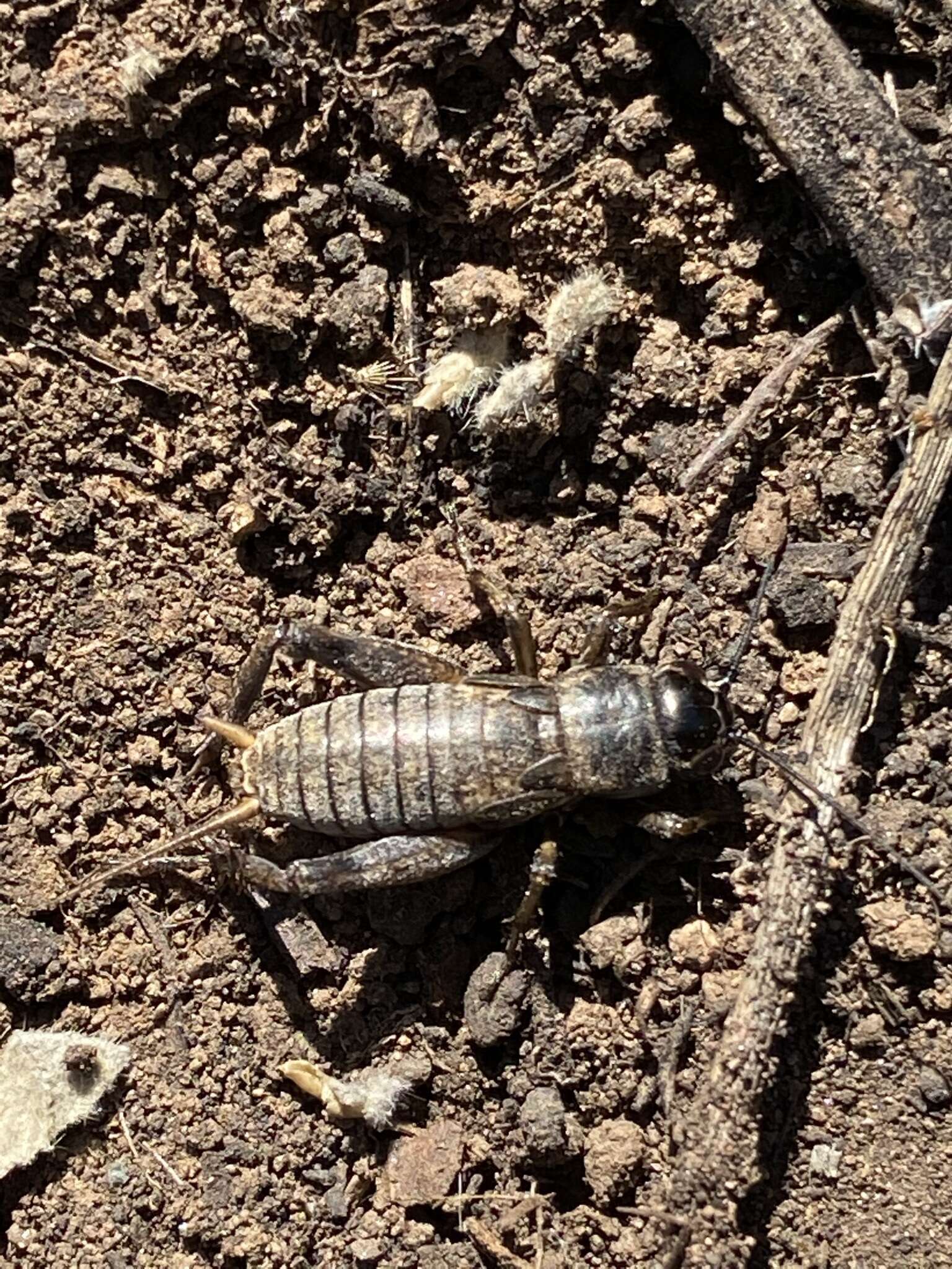 Image of Variable Field Cricket