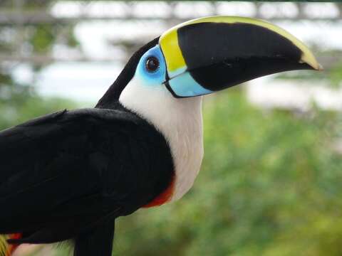 Image of Toucan Sp.