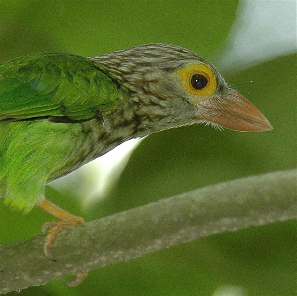 Image of Asian barbets