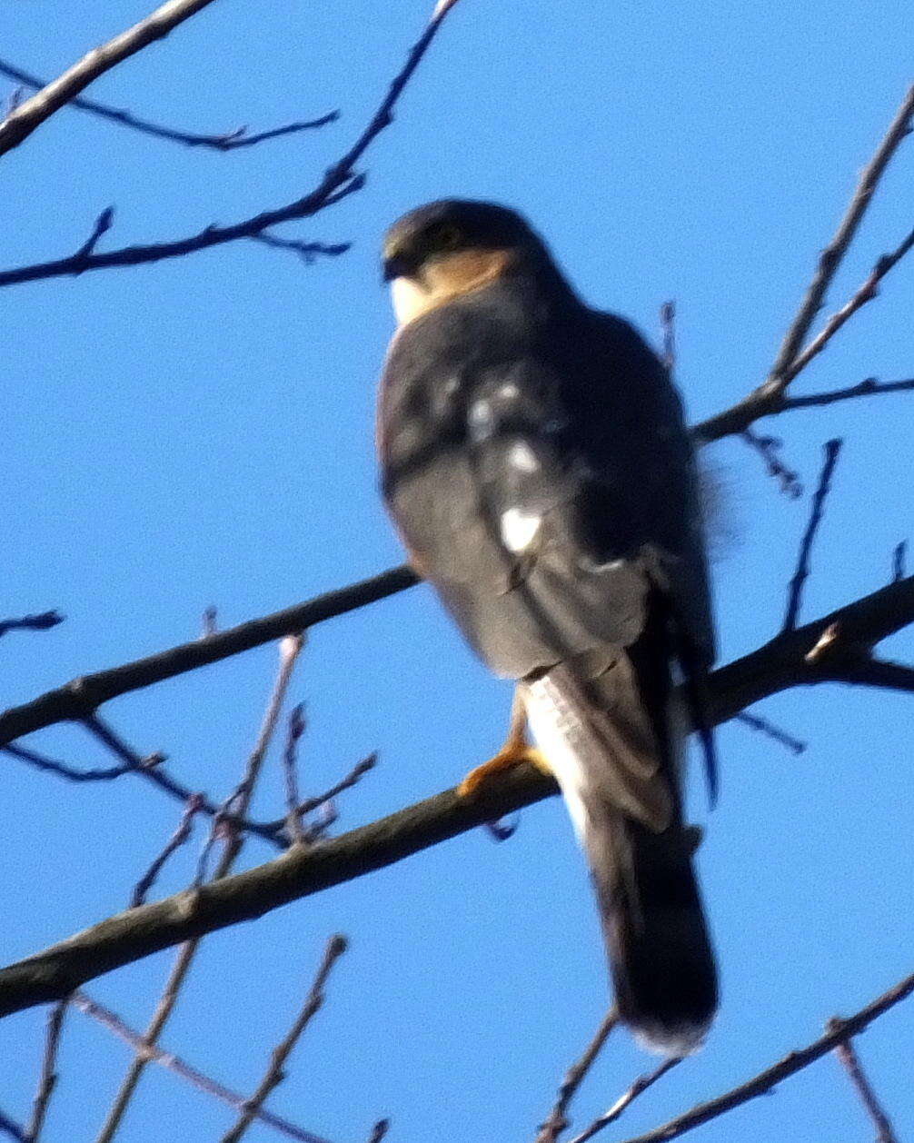 صورة Accipiter rufiventris rufiventris Smith & A 1830