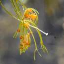 Image of Dark Stonewort