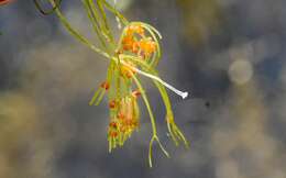 Image of Dark Stonewort