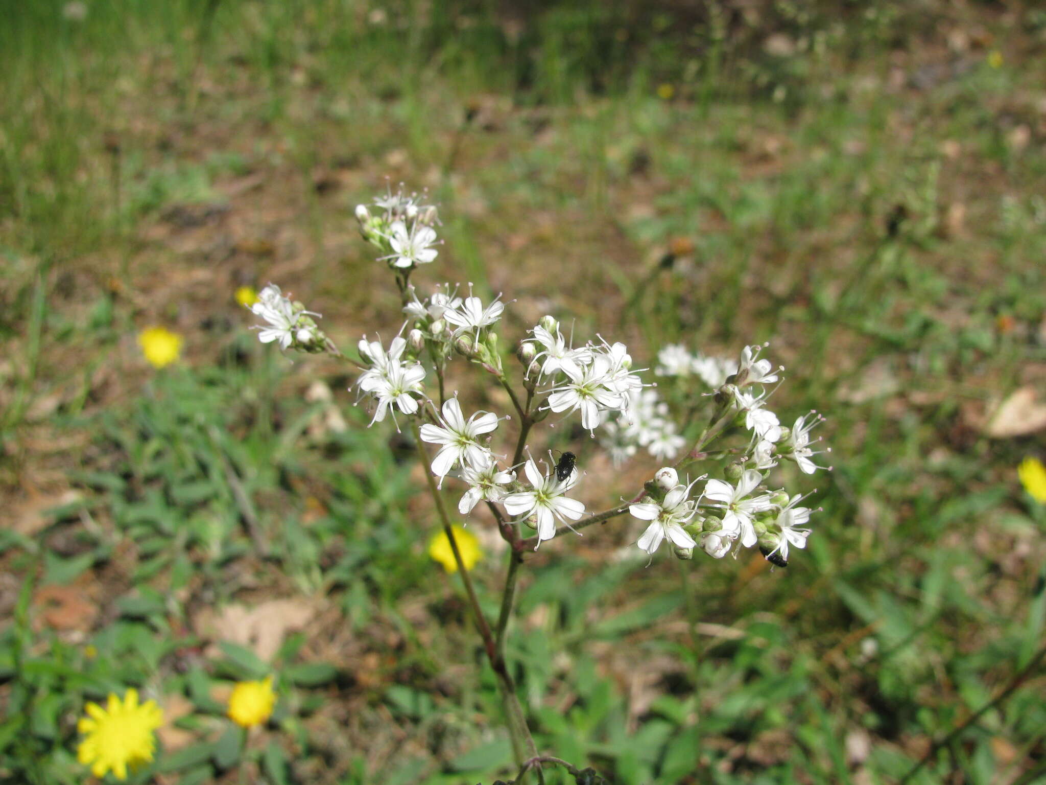 Image of Gypsophila fastigiata L.