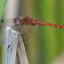 Image of Spot-winged Meadowhawk