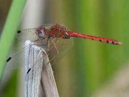 Image of Spot-winged Meadowhawk