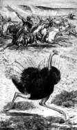 Image of Arabian Ostrich