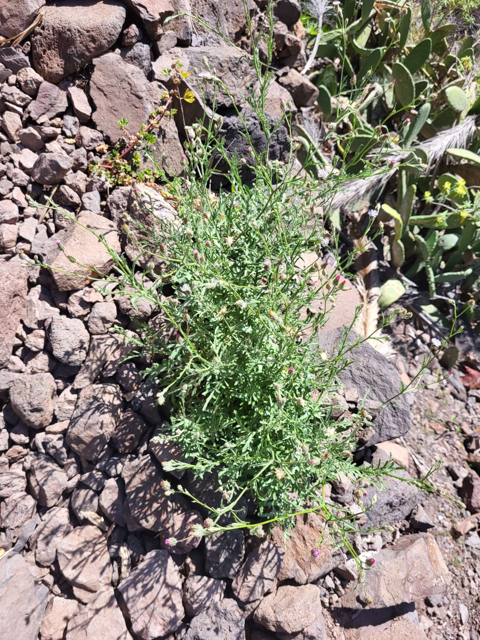 Plancia ëd Volutaria canariensis G. Wagenitz