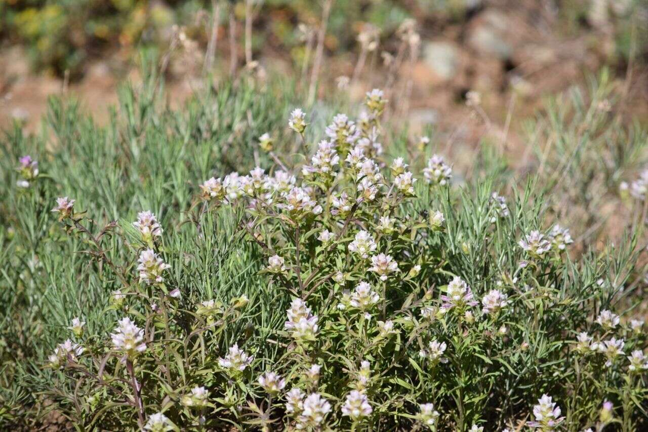 Imagem de Orthocarpus cuspidatus subsp. copelandii (Eastw.) T. I. Chuang & L. R. Heckard