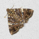 Image of Eulepidotis delecta Schaus 1911